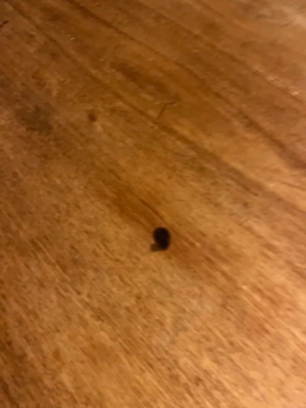 Ovalt spisebord i teak med to tillægsplader, Skovby